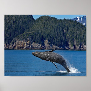 Natuur Humpback Whale Wildlife Foto Poster