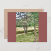 Natuur in schoonheid 2 briefkaart (Voorkant / Achterkant)