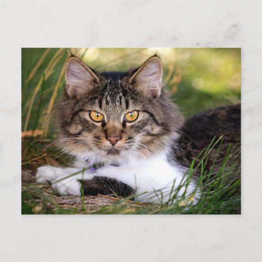 natuur kat briefkaart (Voorkant)