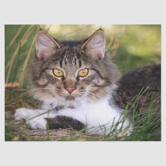 natuur kattentissuepapier tissuepapier (Voorkant)