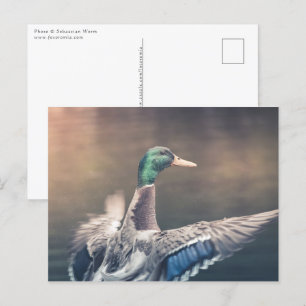 Natuur Landing Duck Foto Briefkaart