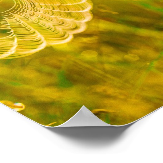 Natuur Landschap Spider Spiderweb Sunlight Poster (Hoek)