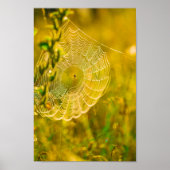 Natuur Landschap Spider Spiderweb Sunlight Poster (Voorkant)