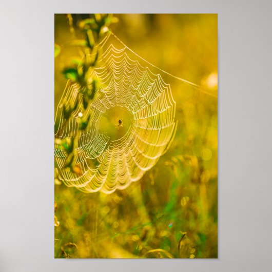 Natuur Landschap Spider Spiderweb Sunlight Poster (Voorkant)
