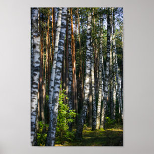 Natuur Landschapslandschap Bosboombossen Poster