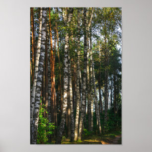 Natuur Landschapslandschap Bosboombossen Poster