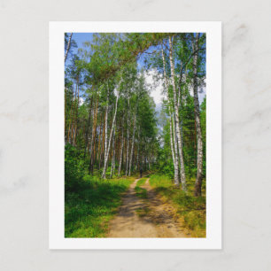 Natuur Landschapslandschap Forest Birch Belarus Briefkaart