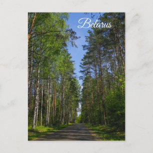 Natuur Landschapslandschap Forest Birch Belarus Briefkaart