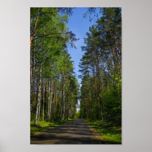 Natuur Landschapslandschap Forest Birch Belarus Poster