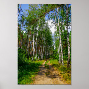 Natuur Landschapslandschap Forest Birch Belarus Poster