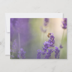 Natuur lavender Flower Honeybee
