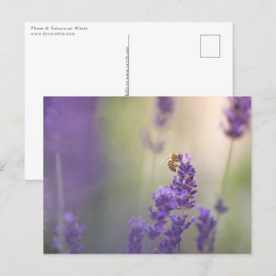 Natuur Lavender Flower Honeybee Briefkaart