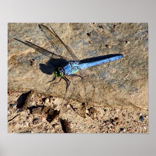 Natuur leisteen blauwe dragonfly poster
