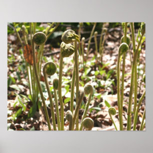 Natuur lente Fiddlehead Ferns Poster