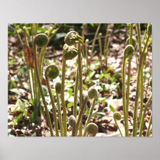 Natuur lente Fiddlehead Ferns Poster (Voorkant)