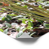 Natuur lente Fiddlehead Ferns Poster (Hoek)