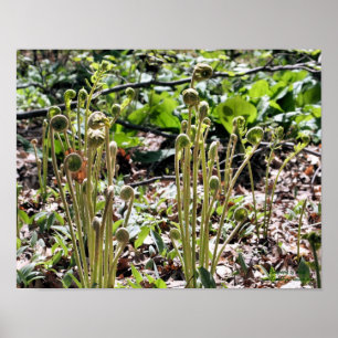 Natuur lente Fiddlehead Ferns Poster