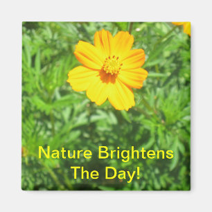 Natuur Magnet Magneet
