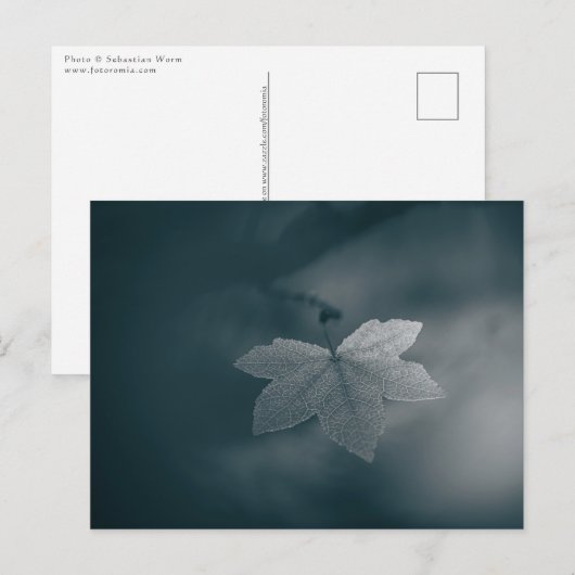 Natuur Maple Leaf Foto Briefkaart (Voorkant / Achterkant)