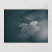 Natuur Maple Leaf Foto Briefkaart (Voorkant)
