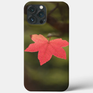 Natuur Maple Leaf Foto iPhone 13 Pro Max Hoesje