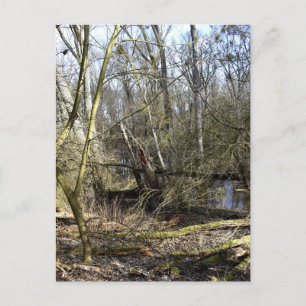 Natuur Meadowlands Briefkaart