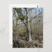 Natuur Meadowlands Briefkaart (Voorkant / Achterkant)