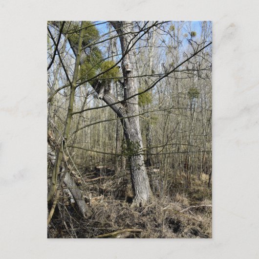 Natuur Meadowlands Briefkaart (Voorkant)