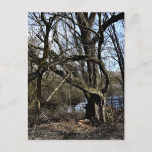 Natuur Meadowlands Briefkaart