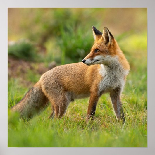 Natuur mooie rode vos foto poster (Voorkant)