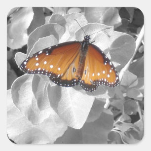 Natuur Oranje Monarchvlinder Foto Sticker