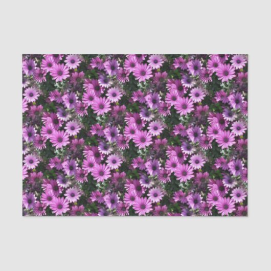 Natuur Paars-Afrikaanse Daisy Flowers Tissuepapier (Voorkant)