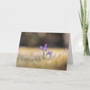 Natuur Paarse Krocussen Foto Kaart