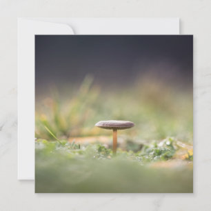Natuur paddenstoel Fotokaart