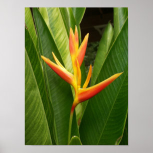 Natuur Poster