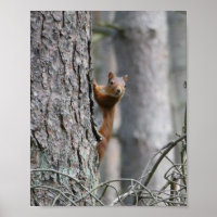 Natuur Poster rode eekhoorn