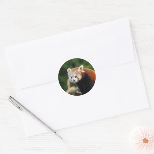Natuur Red Panda Ronde Sticker (Envelop)