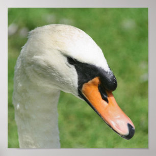 Natuur Regal White Swan Poster