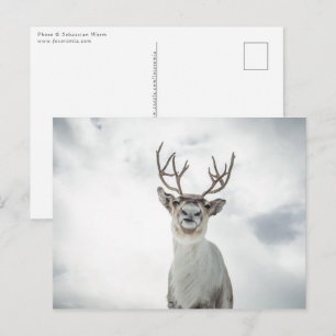 Natuur rendierfoto briefkaart