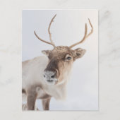 Natuur rendierfoto briefkaart (Voorkant)