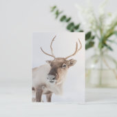 Natuur rendierfoto briefkaart (Staand voorkant)