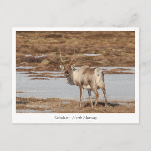 Natuur rendierfoto briefkaart