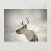 Natuur rendierfoto briefkaart (Voorkant)