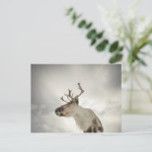 Natuur rendierfoto briefkaart (Staand voorkant)
