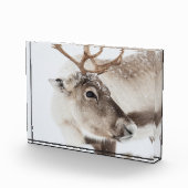 Natuur rendierfoto fotoblokken (Rechts)