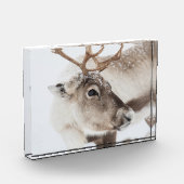 Natuur rendierfoto fotoblokken (Links)