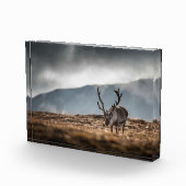 Natuur rendierfoto fotoblokken (Rechts)