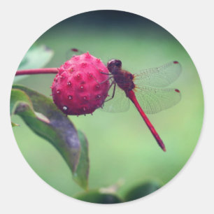 Natuur rode dragonfly ronde sticker