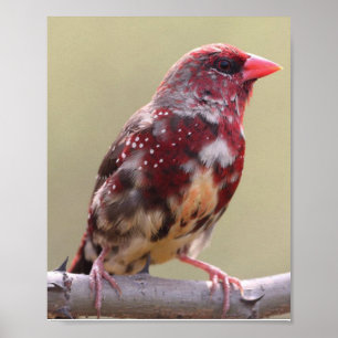 Natuur Rode Vink Vogel Poster