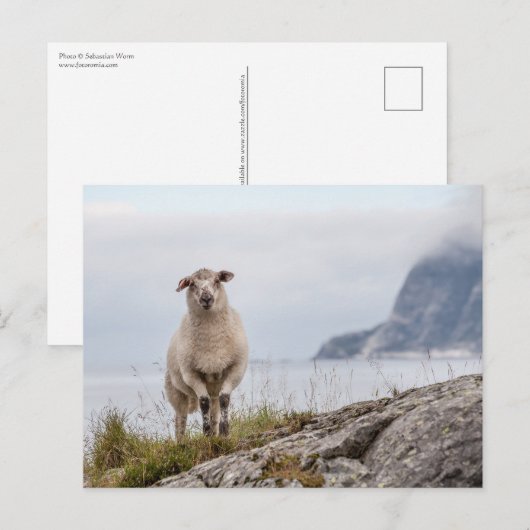 Natuur schapen Foto Briefkaart (Voorkant / Achterkant)
